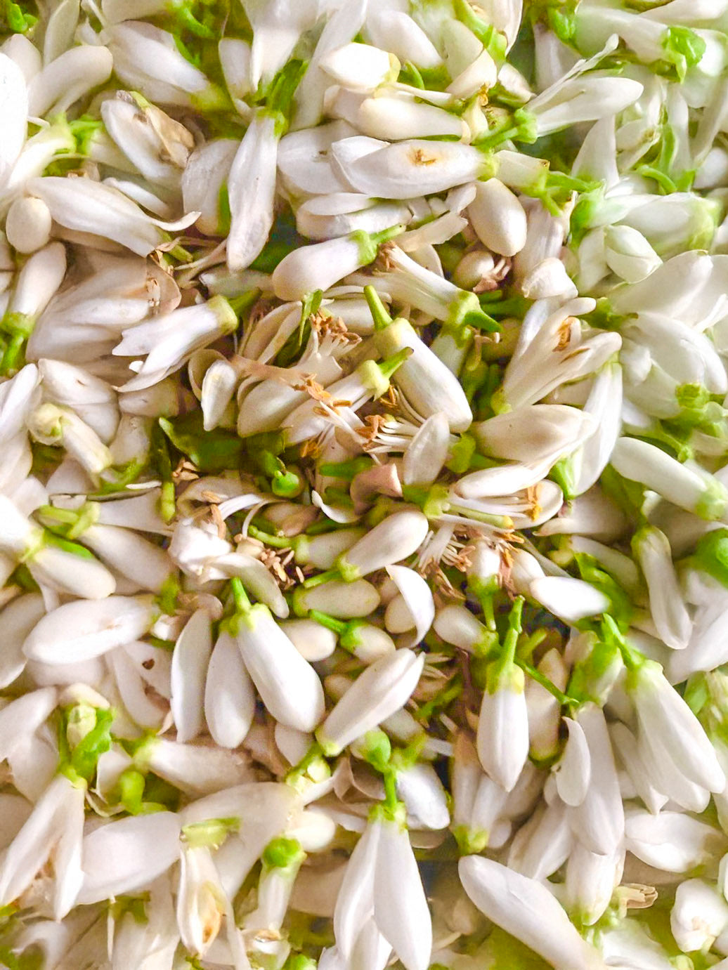 Artisanal Orange Blossom Water